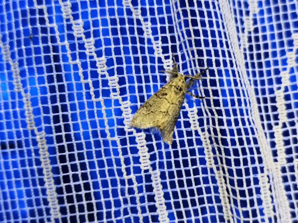 Salvatgea dhofarica