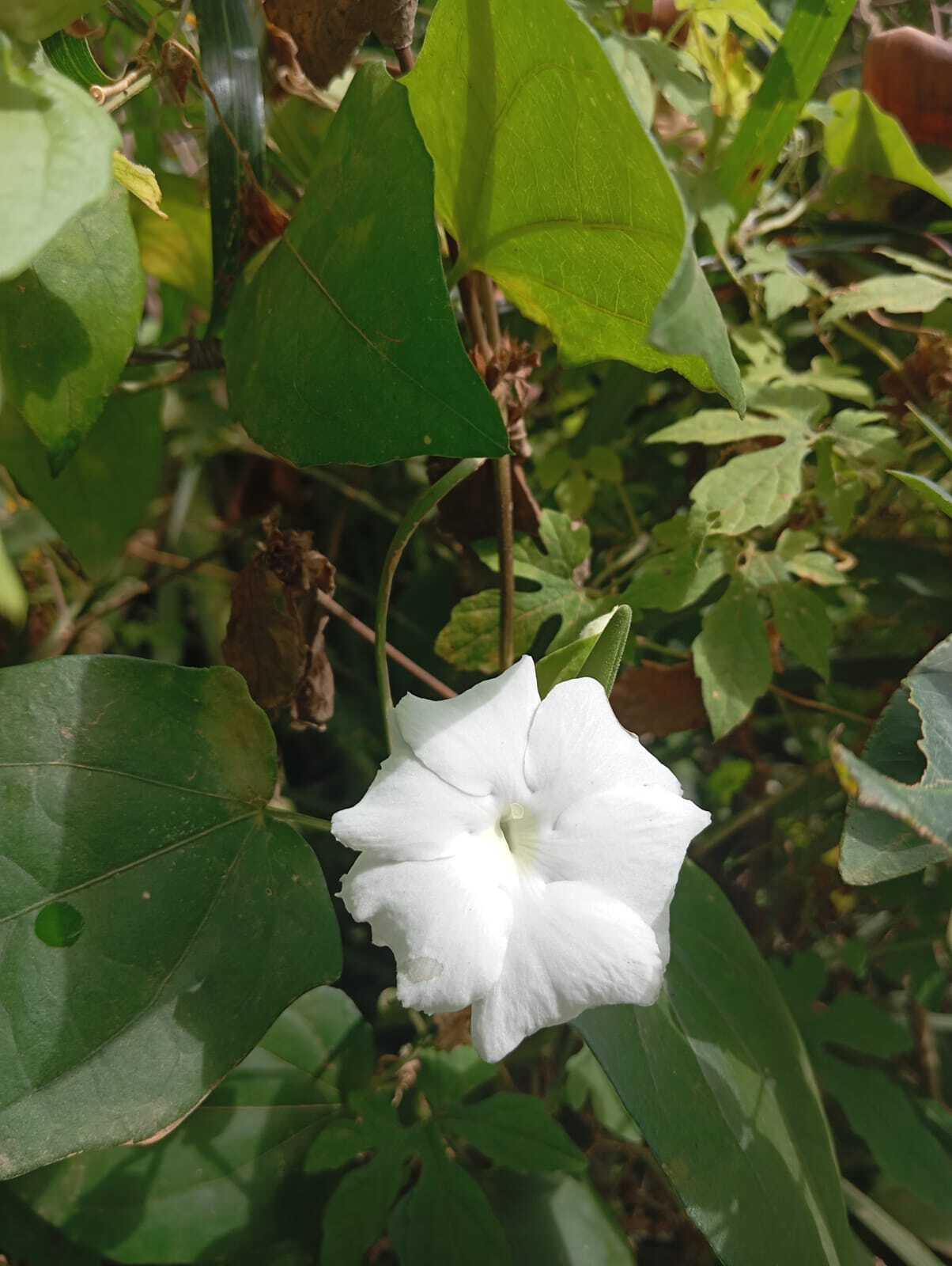 Thunbergia fragrans