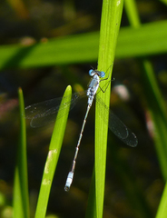 Lestes forcipatus
