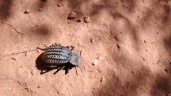 Philolithus sordidus