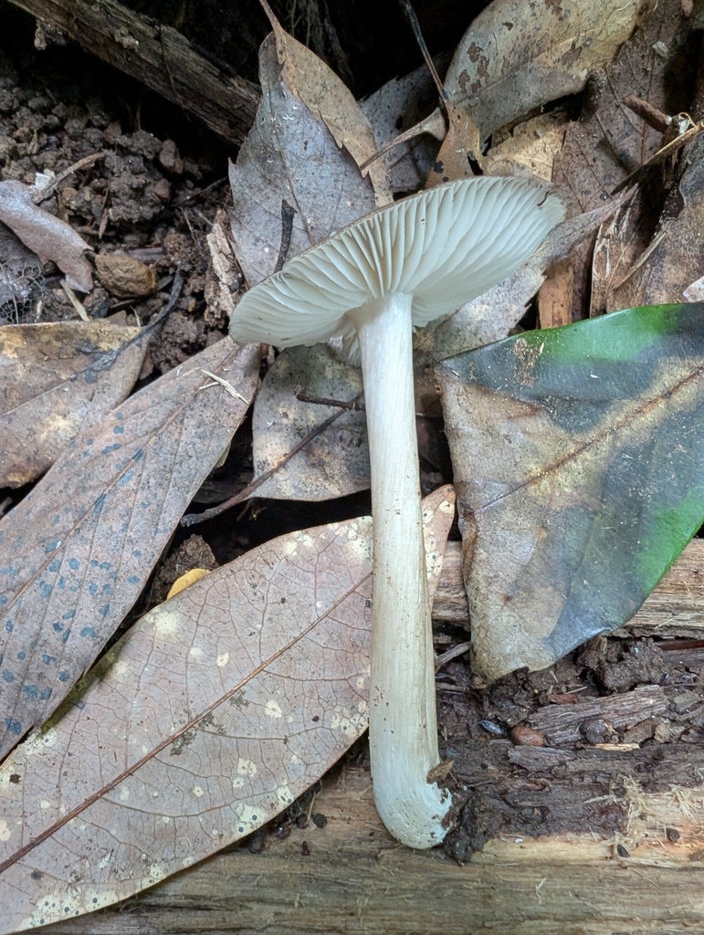 Megacollybia clitocyboidea · July 2025 · photo: © atsushi_nakajima_cirque (iNaturalist, cc-by)