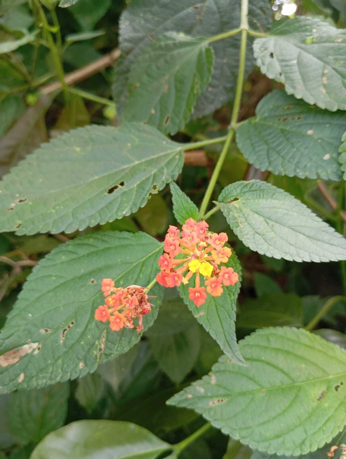 Lantana camara