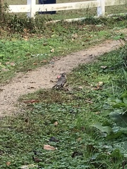 Turdus migratorius