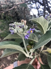 Solanum mauritianum