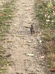 Turdus migratorius