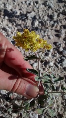 Eriogonum correllii