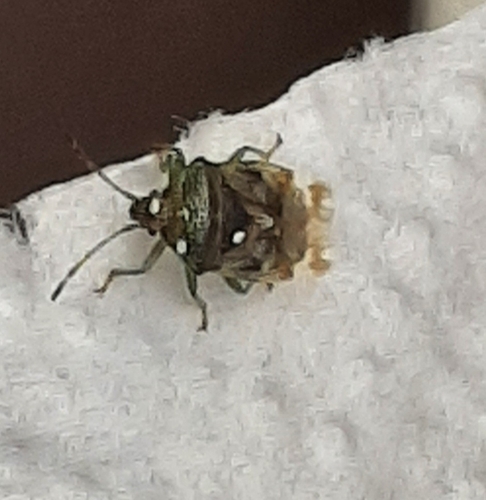 Parent Bug