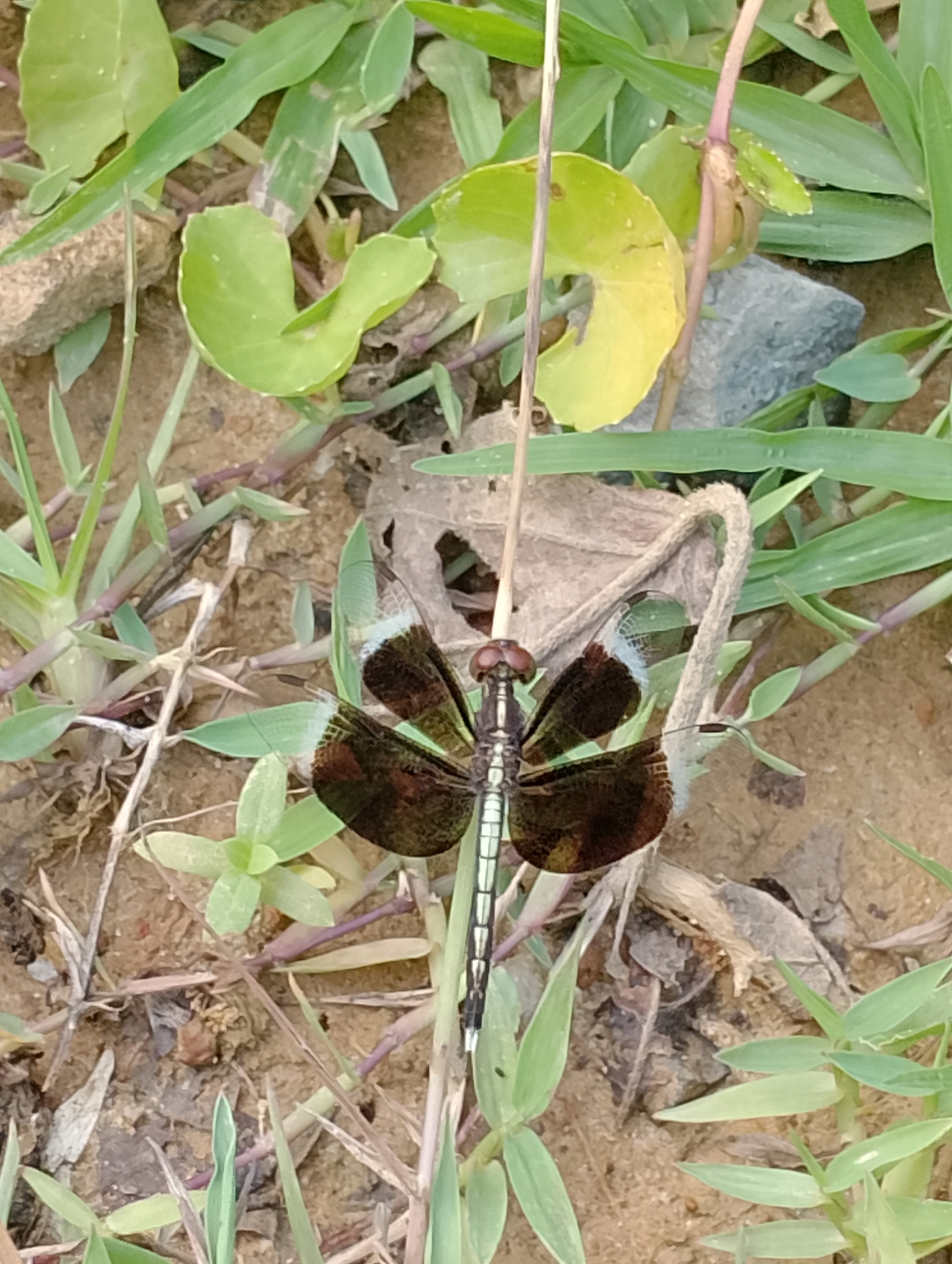 Pied Paddy Skimmer