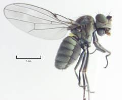 Scatella