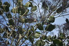 Elaeagia utilis