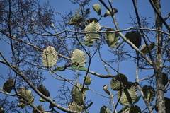 Elaeagia utilis