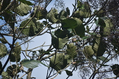 Elaeagia utilis