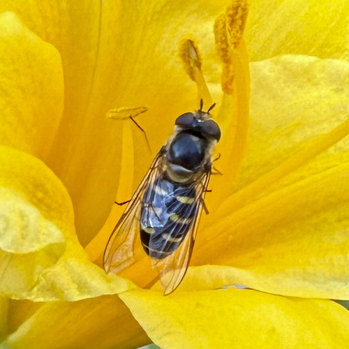 Unknown species found near Idaho, US