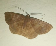 Petelia medardaria