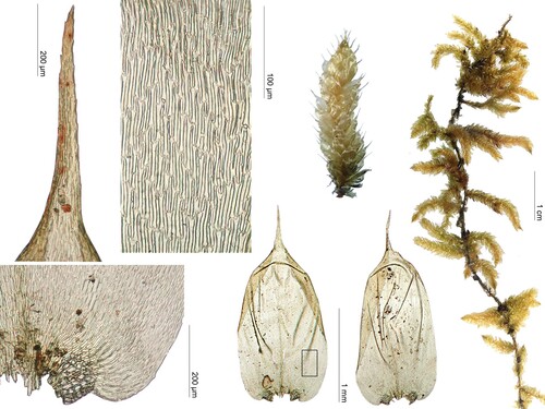 Squamidium leucotrichum observed 2001-03-11