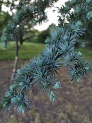 Cedrus atlantica