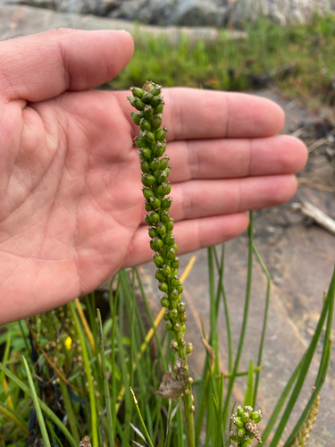 common arrowgrass