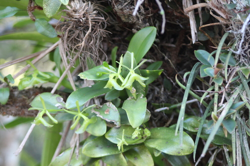 Epidendrum latilabre, photograph 1