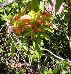 Exobasidium vaccinii-uliginosi