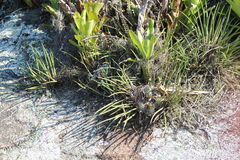 (c) William G. Borges, some rights reserved (CC BY) Brassavola tuberculata, photograph (c) William G. Borges, some rights reserved (CC BY)