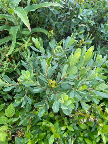 bog myrtle