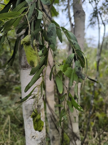 Violet tree (Securidaca longepedunculata)