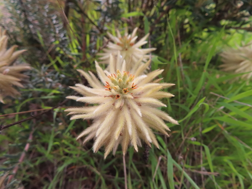Flannel bush (Phylica plumosa)