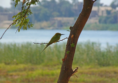 Merops viridissimus