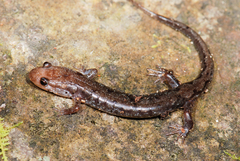 Desmognathus carolinensis