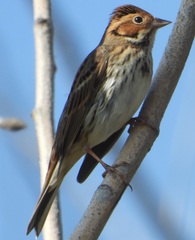 Emberiza pusilla