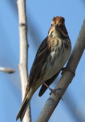 Emberiza pusilla