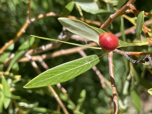 iNaturalist observation photo of Willow Apple Gall Sawfly