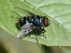 Chrysomya chloropyga