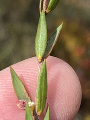 Lachnaea burchellii