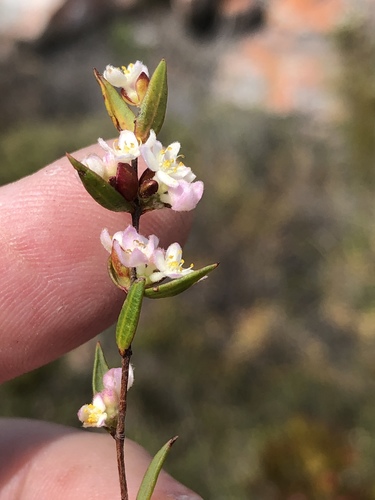 Lachnaea burchellii (Lachnaea burchellii)
