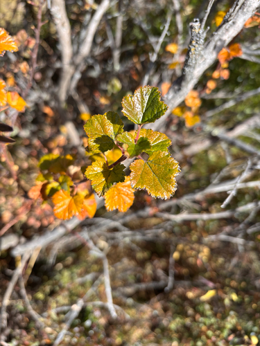 Ribes brachybotrys (Ribes brachybotrys)