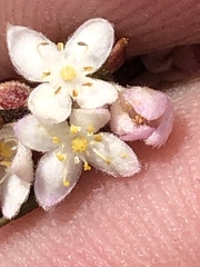 Lachnaea burchellii