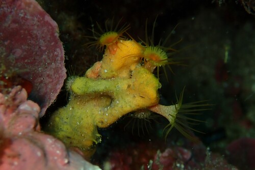 Yellow Cluster Anemone, Anse du Petit Nid, 13960, France, photo 9 of 10