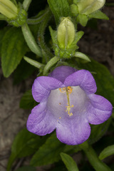 Campanula medium