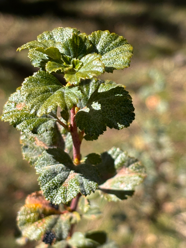 Ribes brachybotrys (Ribes brachybotrys)