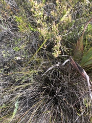 Lachnaea burchellii