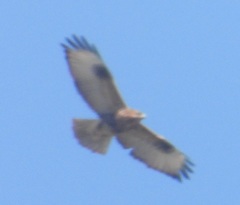 Buteo japonicus