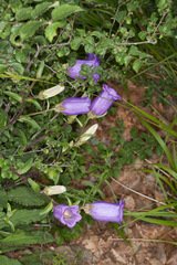 Campanula medium