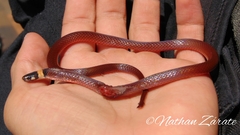 Tantilla rubra