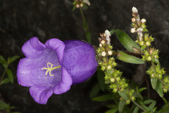 Campanula medium