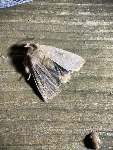 False Wainscot photo 5