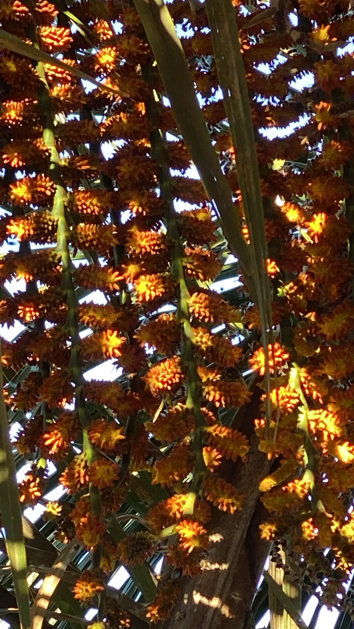 Mauritia flexuosa
