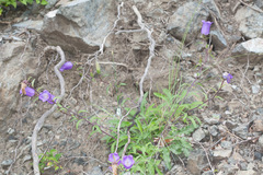 Campanula medium