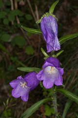 Campanula medium