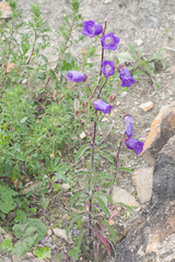 Campanula medium
